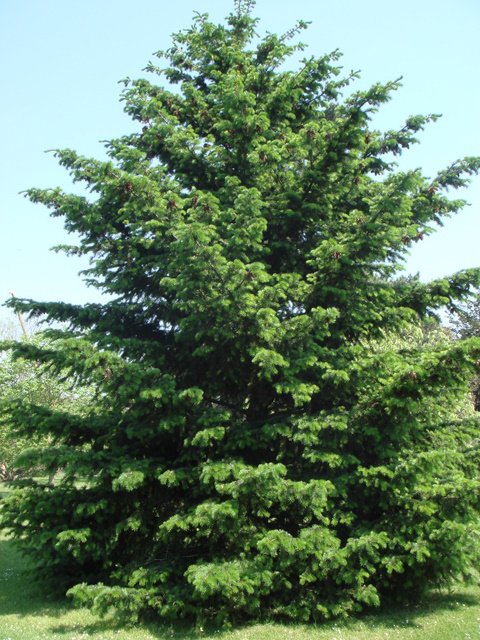 Pseudotsuga menziezii